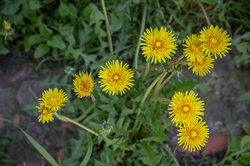 Bright Yellow Dandelion Flowers Growing Wild in Grass