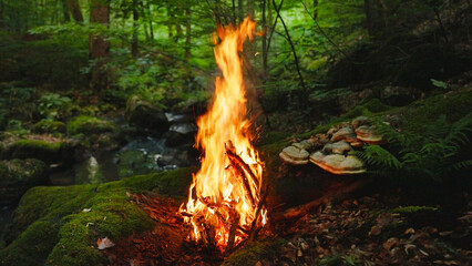 Crackling Campfire in the Ancient Fantasy Forest , Authentic Place