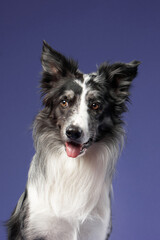 A close-up portrait of a Border Collie with its tongue slightly sticking out, set against a deep purple background. The playful expression makes the dog look happy and friendly.