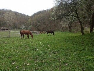 Horses are grazing 4