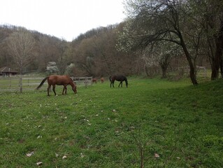 Horses are grazing 3