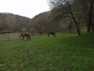 Horses are grazing 1