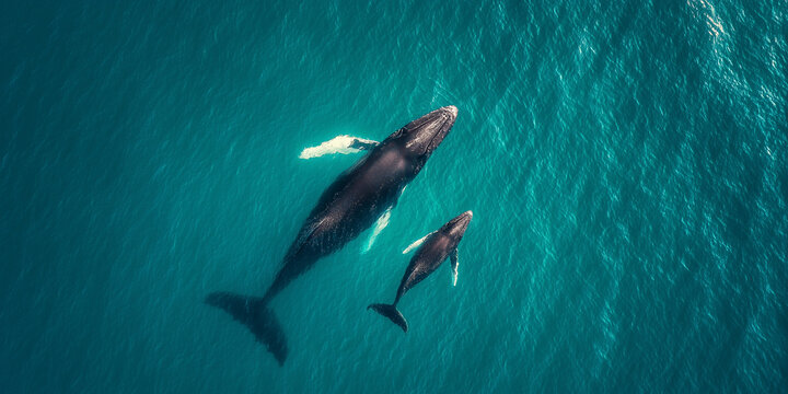 Aerial view of whale and calf in open ocean — a touching moment of marine motherhood and conservation for World Whale and Dolphin Day. - Powered by Adobe