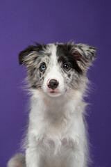 A black and white Border Collie sits against a rich purple background, looking curiously at the camera. The lighting emphasizes the texture of the fur and expressive eyes.