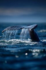 Naklejka premium A whale tail with water drops submerging into the sea. Represents ocean wildlife observation and nature.