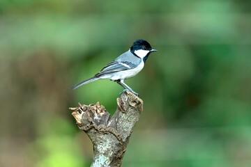Cinereous tit, Parus cinereus, Salim Ali Bird Sanctuary, Thattekad, Kerala, India