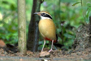 Indian Pitta, Pitta brachyura, Salim Ali Bird Sanctuary, Thattekad, Kerala, India