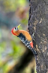 Rufous bellied woodpecker, Dendrocopos hyperythrus, Kedarnath Wildlife sanctuary, Chopta, Uttarakhand, India