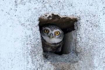Spotted owlet, Athene brama, Blackbuck National Park, Velavadar, Gujarat, India