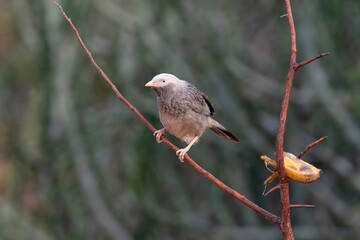 Yellow billed babbler, Argya affinis, Daroji Sloth Bear Sanctuary, Hampi, Karnataka, India