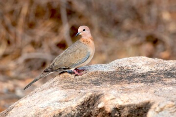 Laughing dove, Spilopelia senegalensis, Daroji Sloth Bear Sanctuary, Hampi, Karnataka, India