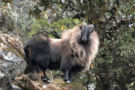Himalayan thar, Hemitragus jemlahicus, Kedarnath Wildlife Sanctuary, Chopta, Uttarakhand, India