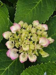 Soft Green and Pink Hydrangea Blossoms Surrounded by Lush Leaves
