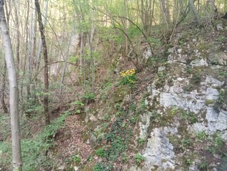 Forest flowers on a rock 2