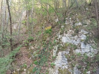 Forest flowers on a rock 3