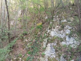 Forest flowers on a rock 1