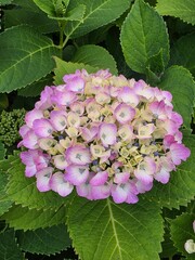 Full Bloom Pink-Purple Hydrangea Flower Cluster with Lush Green Leaves