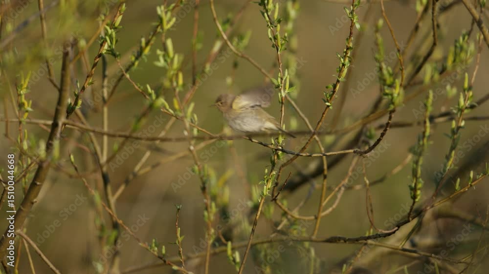 Poster Leaf warbler bird leaps from one branch to another in the forest, closeup static