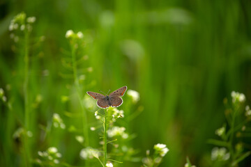 Delicate butterfly perched on a blooming wildflower in a lush green meadow, capturing the beauty and fragility of spring nature.