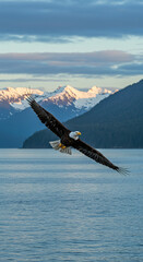 Bald eagle flying over water with snowy mountains