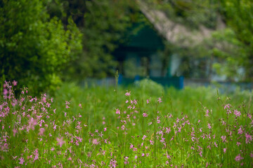 green meadow with delicate pink wild flowers. old wooden country house in the background in the...