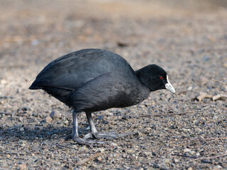 Eurasian Coot (Fulica atra), also known as the Common Coot, or Australian Coot standing on gravel foraging for food.