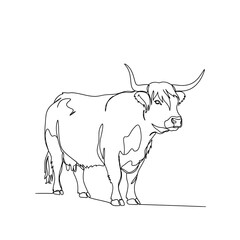 Highland cattle isolated on white background, a single line drawing of a scottish cow with long horns, minimalist art in black and white, a simple vector illustration