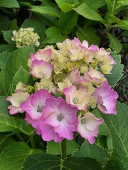 Hydrangea Bloom with Pink and Light Green Petals in Natural Garden Setting