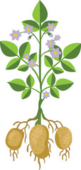 Healthy Potato Plant with Tubers and Flowers