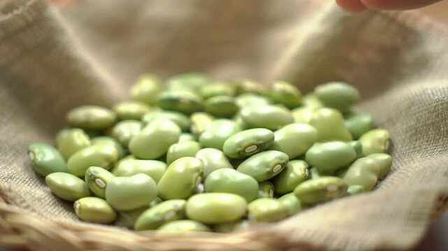 Basket Of Fresh Fava Beans At The Farm