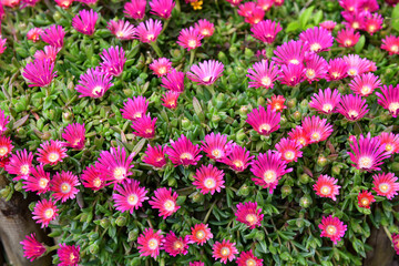 A bunch of beautiful red delosperma lavesii flowers in a rockery in our garden. Focus is on the center of the photo.