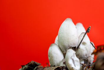 A cluster of white mushrooms with elongated caps emerging from dark ground amidst fallen leaves against a vibrant red background. This unusual combination highlights the organic forms.