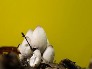 White mushrooms with elongated caps emerging from dark ground amidst fallen leaves against a...