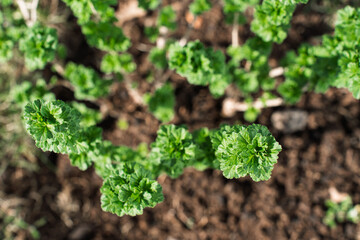 Close-up top view of young shrub branches with fresh green leaves growing from the soil in early spring.