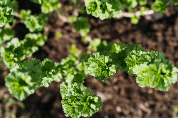 Top view of decorative shrub branches with curly green leaves, ideal for garden landscaping and eco-friendly design projects.