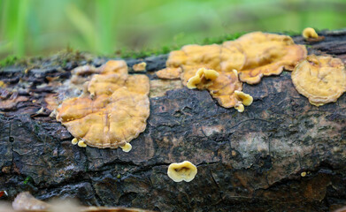 Orange and yellow fungi growing on a moss-covered fallen tree trunk. Mold and fungus create an organic texture on the bark. A forest landscape with a natural color palette.