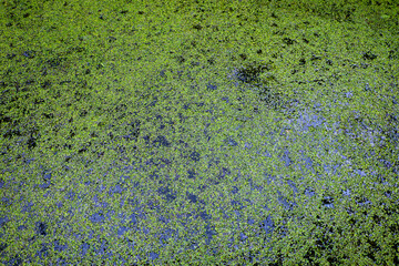 The water surface is completely covered with a dense layer of bright green duckweed, creating a rich texture and reflecting the natural life of the reservoir.