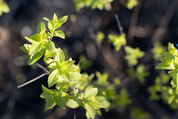 Close-up of young green leaves on a thin branch against a dark blurred background, symbolizing spring growth and natural renewal.