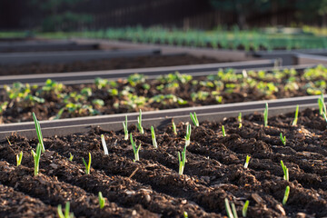 Young green plants growing in organized garden beds with dark soil, in a backyard setting under natural sunlight.