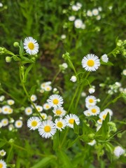 White Wildflowers with Yellow Centers in Natural  Meadow