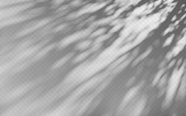 Abstract shadow overlay from tree branch on a transparent background.
