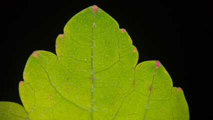 Plant Surface Macro 52