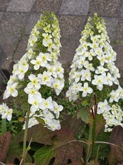 ทOakleaf Hydrangea Flowers in Full Bloom with Cone-Shaped Clusters
