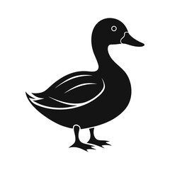 Obraz premium White feathered duck isolated on a plain background for nature and wildlife vector illustrations