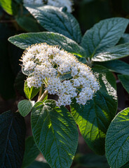 Cluster of small white flowers Leatherleaf viburnum (Viburnum rhytidophyllum Alleghany)  blooms...