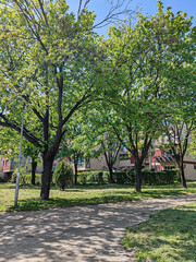 Green Trees on a Sunny Day in The Park, Belgrade, April 2025