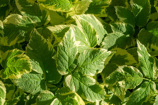 A variegated form of Aegopodium podagraria, commonly known as bishop or cheese weed. Has green and white foliage. Adds visual interest to gardens. Resistant to various soil types