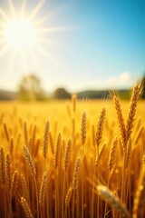 A bountiful harvest of golden wheat, barley, and oats, representing gratitude for the earth's bounty Sunlit field, ripe grains, autumnal colors, agricultural abundance , sheaf, harvest