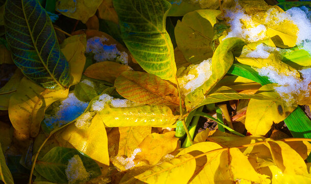 Autumn leaves on the lawn. As autumn draws to a close, lawn leaf fall is just as inevitable as night is approaching.