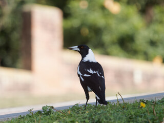 Australian Magpie (Gymnorhina tibicen)standing on lawn with road and out of focus brick fence in background
